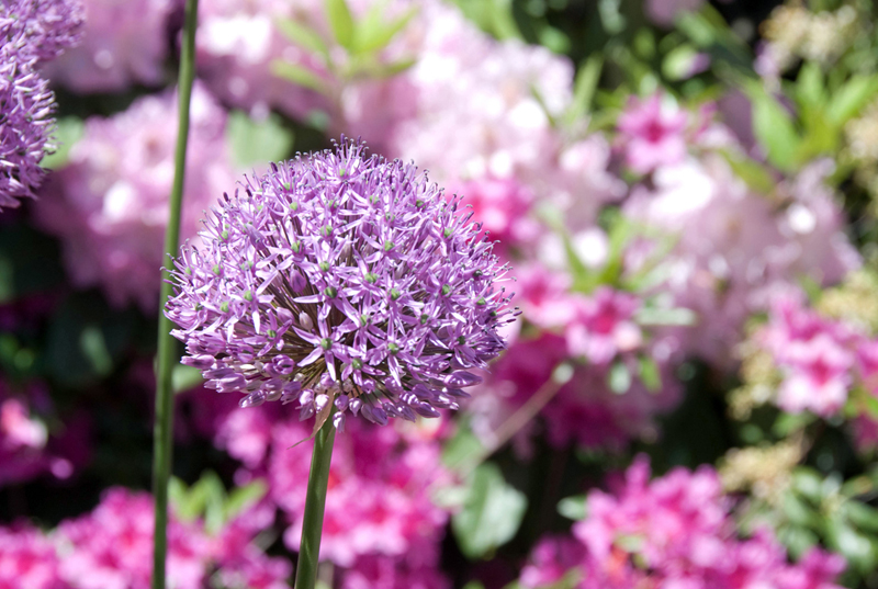 Bloom in the Flowers with Search Fayetteville MLS