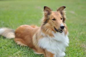 Melissa McKinney Collie