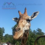 Aloha Zoo Mckinney Realty Group