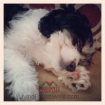 Saydee May Cavachon